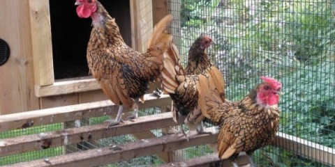 Patuljaste pasmine pilića - kako se zovu male kokoši nesilice